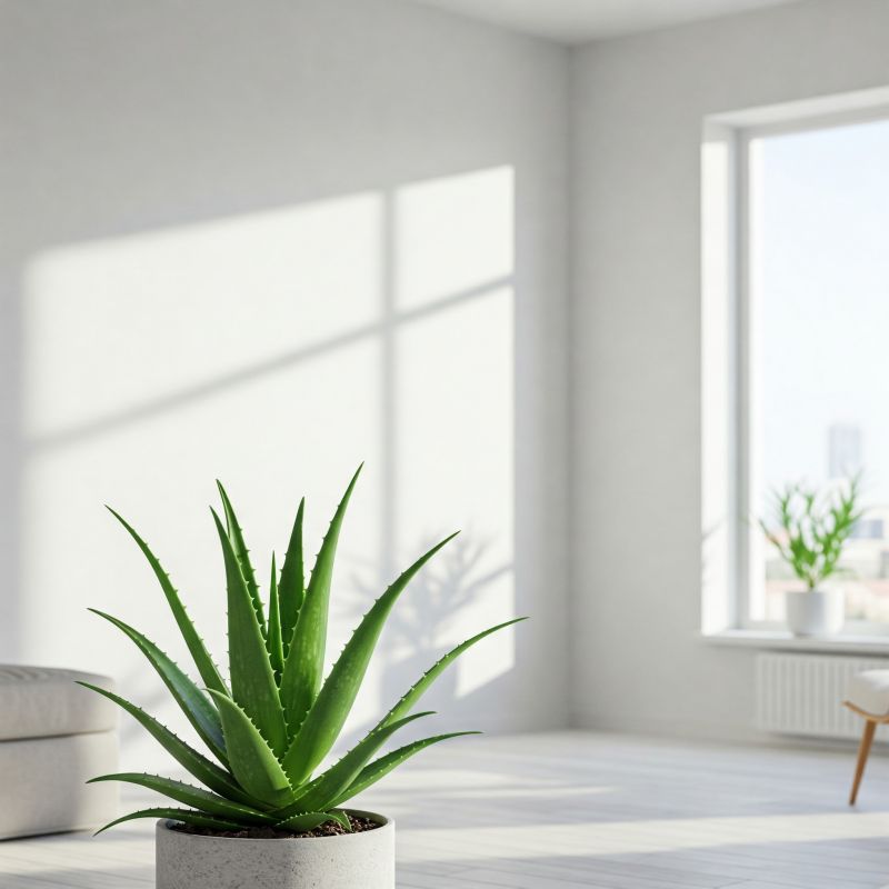 5-planter-der-er-meget-lette-at-passe