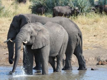 de-5-mest-romantiske-dyr